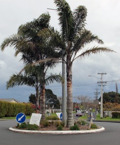 This roundabout in Beach Haven could be upgraded to improve pedestrian safety.