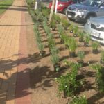 Mairangi Community Planting Day Real Estate
