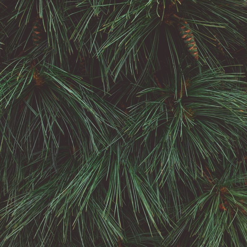 branch-christmas-color-1494054